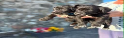 Bordoodle dogs for sale: 🐶😍Gorgeous Borderdoodle Puppies😍🐶 - Advert 26