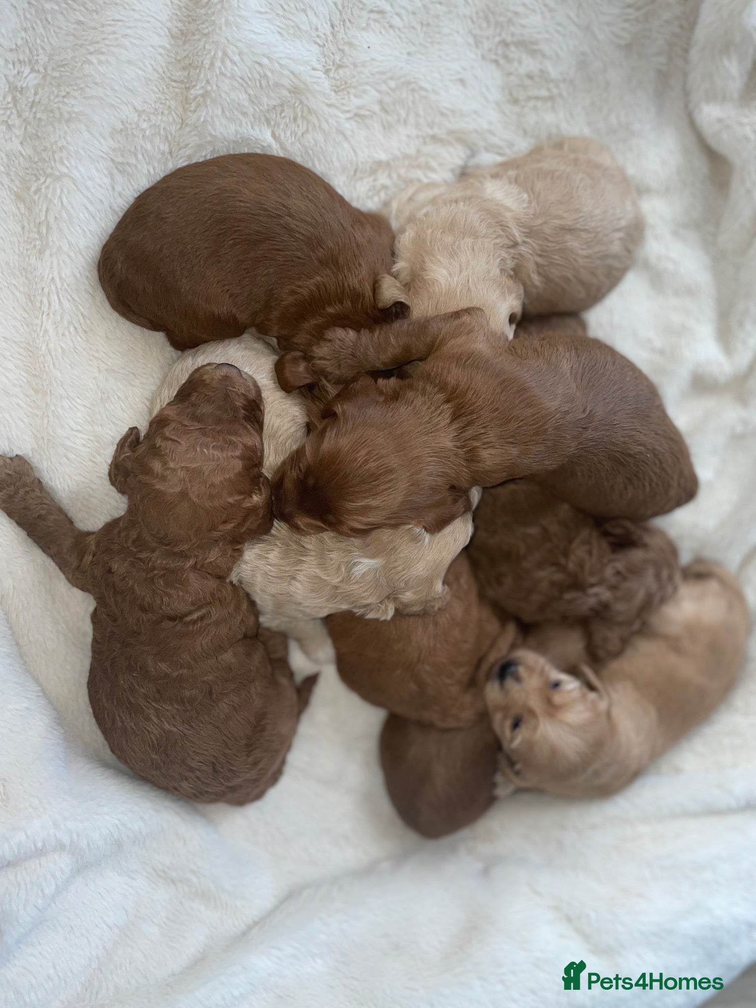 Cockapoo dogs Beautiful F2 Cockapoo Puppies – 3 Boys & 5 Girls   - Advert 3