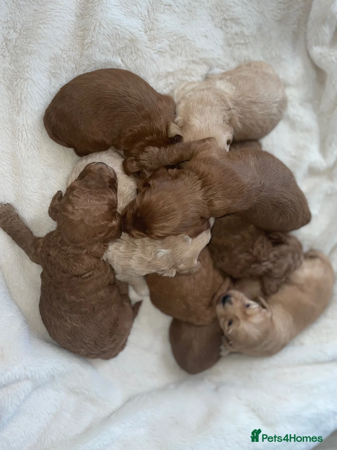 Cockapoo dogs for sale: Beautiful F2 Cockapoo Puppies – 3 Boys & 5 Girls   - Advert 1