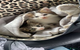 Maine Coon cats for sale: Maine coon / Siberian mix - Image 7