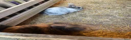 English Lop rabbits for sale: Lop Bunnies, Lion Mane as well as Double lion Mane - Advert 4