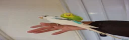Budgerigars birds for sale: Super Hand Tamed Baby Budgie  - Advert 11