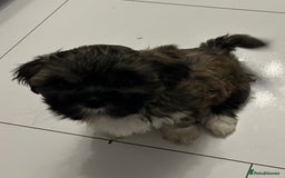 Lhasa Apso dogs for sale: Lhasa Apso Puppie’s ready 2-08-25 - Image 5