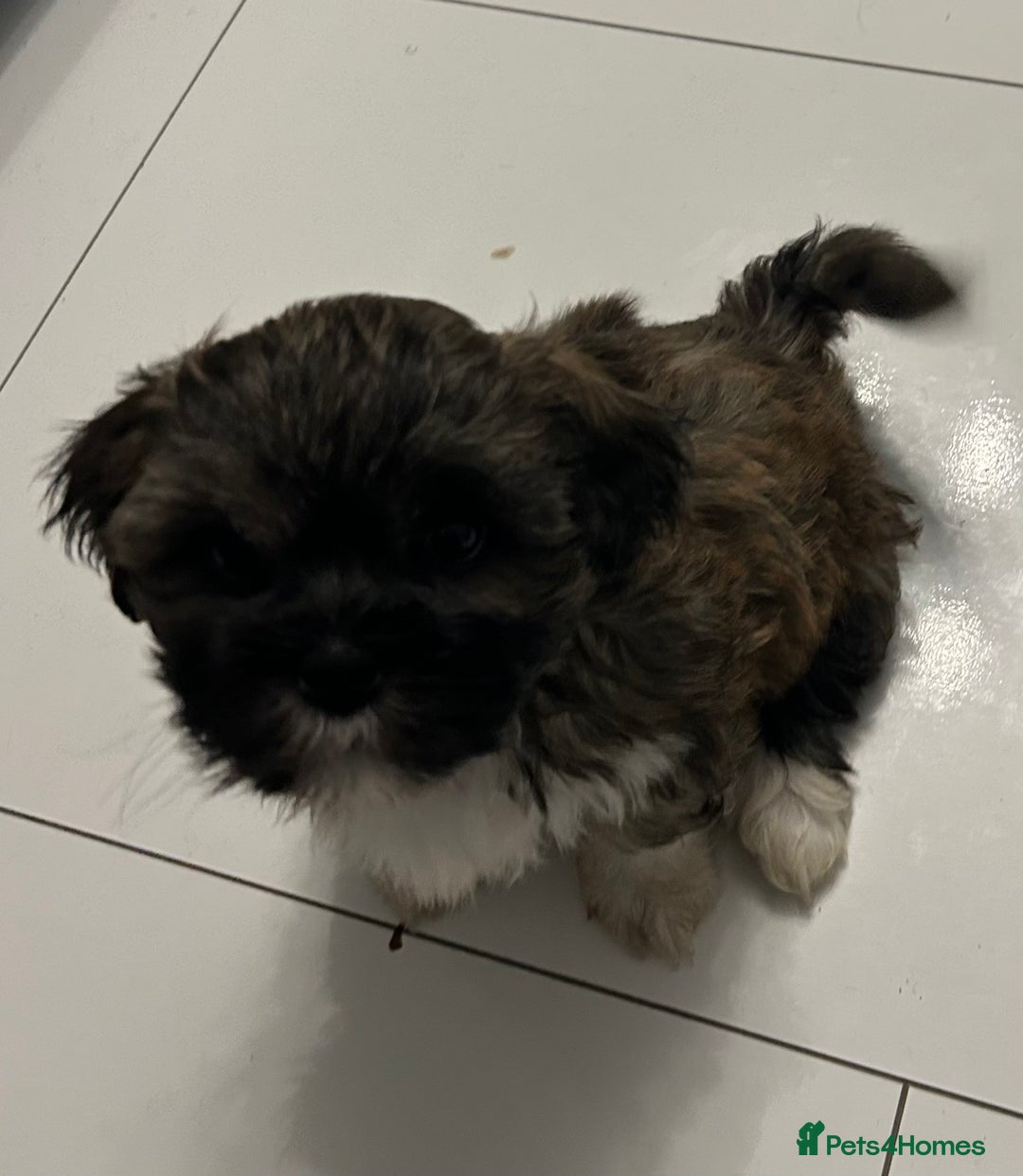 Lhasa Apso dogs for sale: Lhasa Apso Puppie’s ready 2-08-25 - Image 5