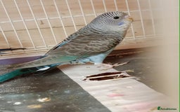 Budgerigars birds for sale: Black face split young bird for sale  - Image 4