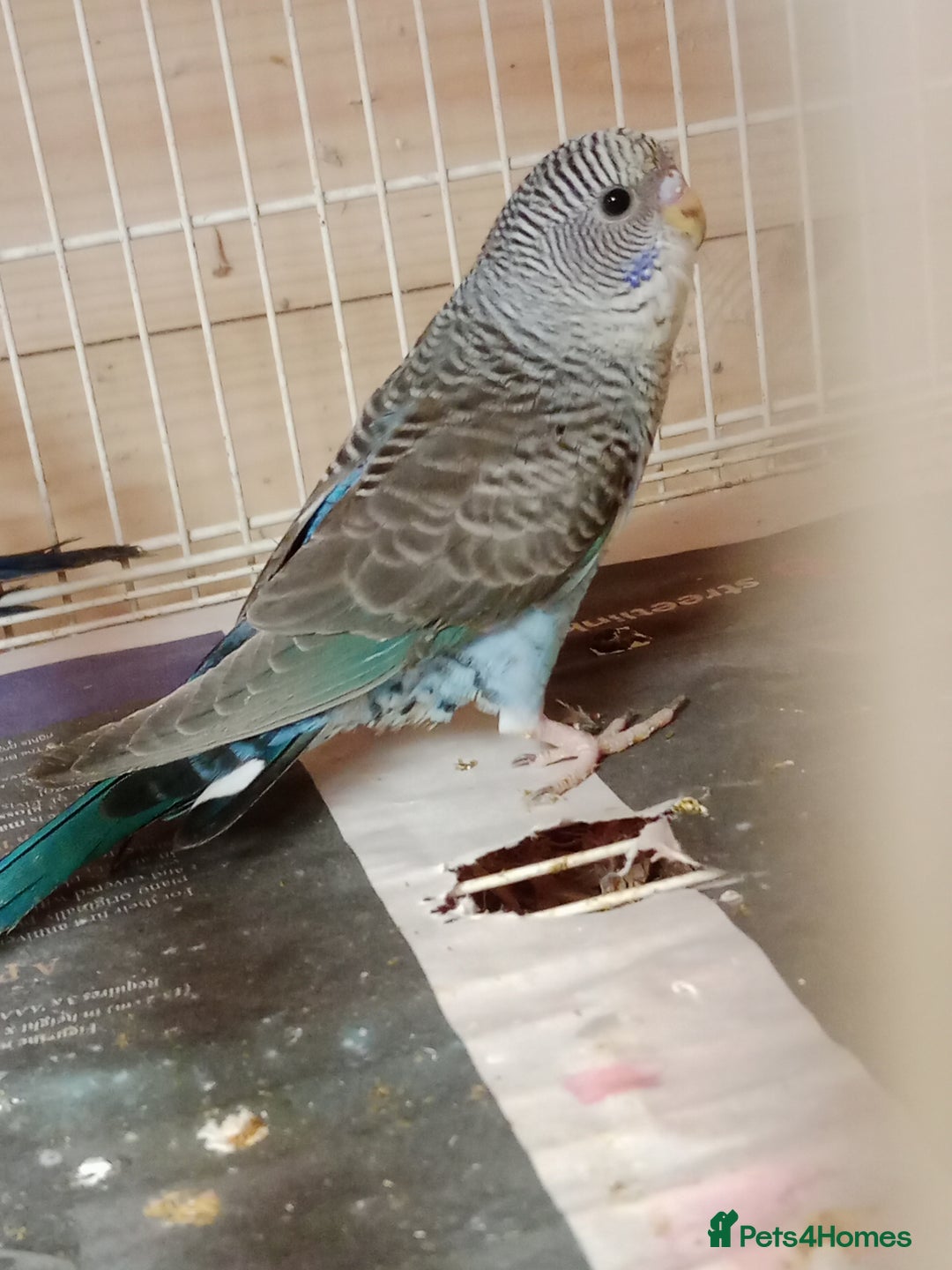 Budgerigars birds for sale: Black face split young bird for sale  - Image 4