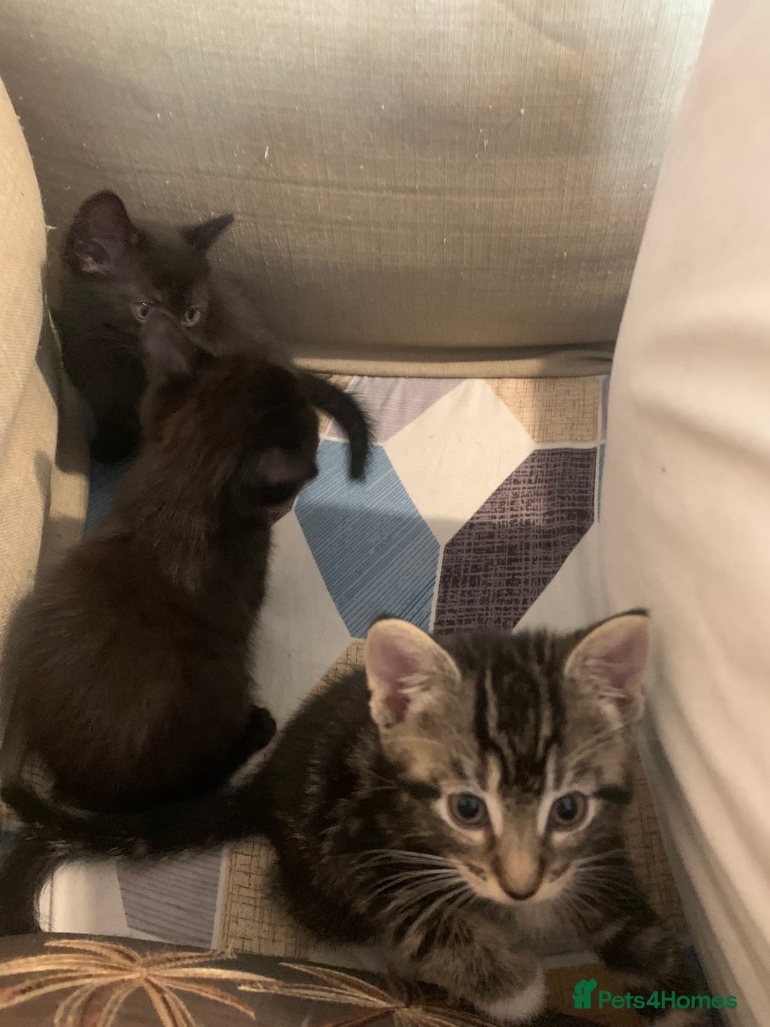 Mixed Breed cats for sale: Mixed breed kittens for sale - Image 5