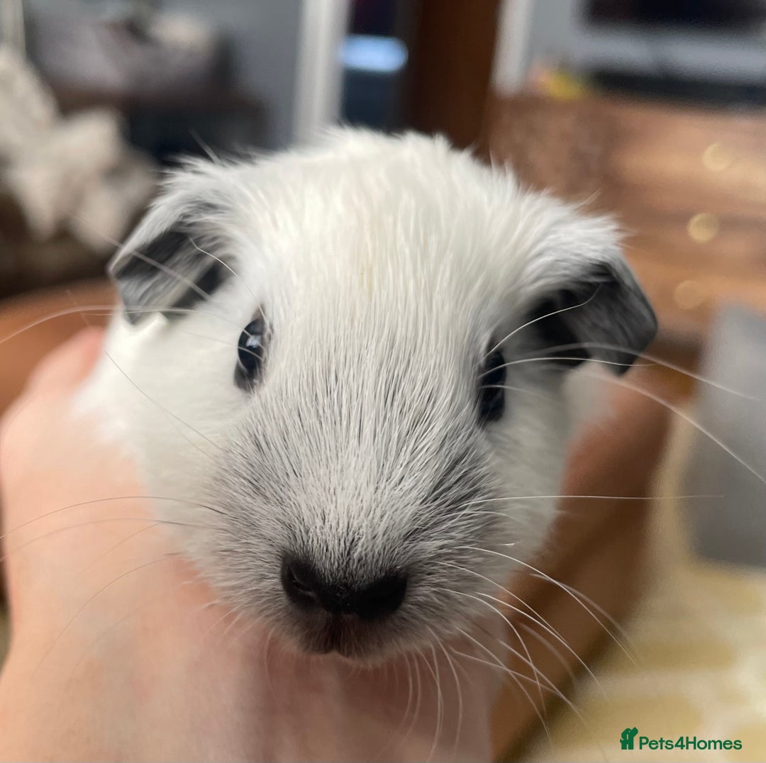 Guinea Pig rodents for sale: Two Female baby Californian point guineas - Image 6