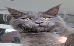 Maine Coon cats for sale: Maine coon kittens  - Image 3