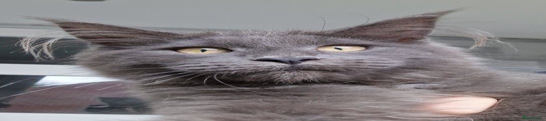 Maine Coon Kitten 1