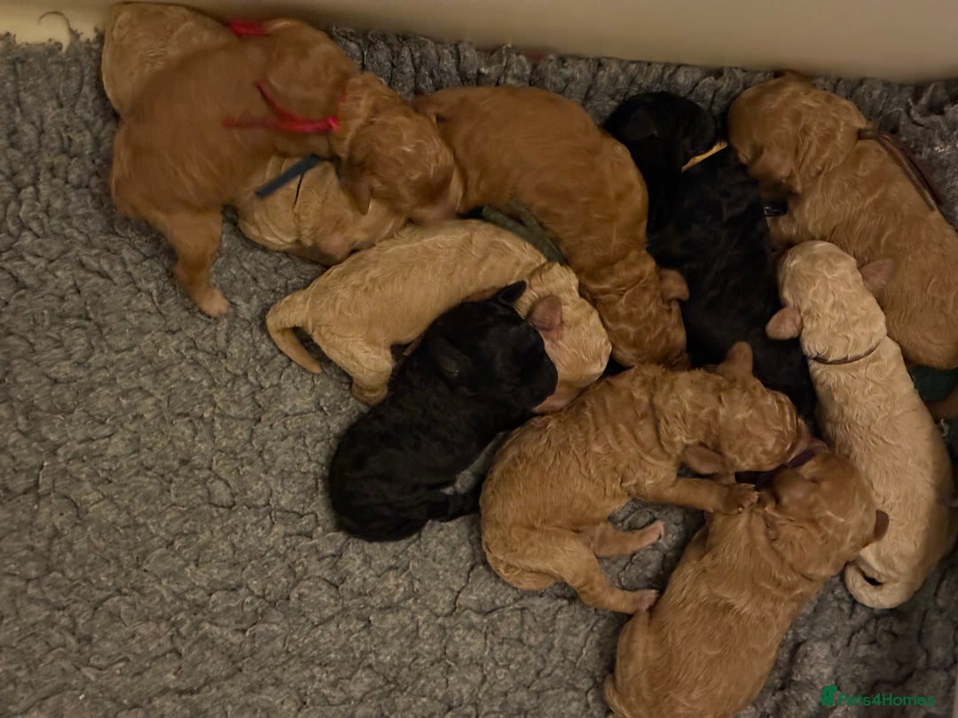 Australian Labradoodle dogs for sale: Extensively health tested Austrailian Labradoodles - Advert 23