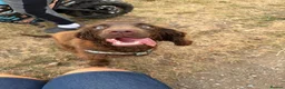 Cocker Spaniel dogs for sale: Female chocolate cocker  - Advert 5