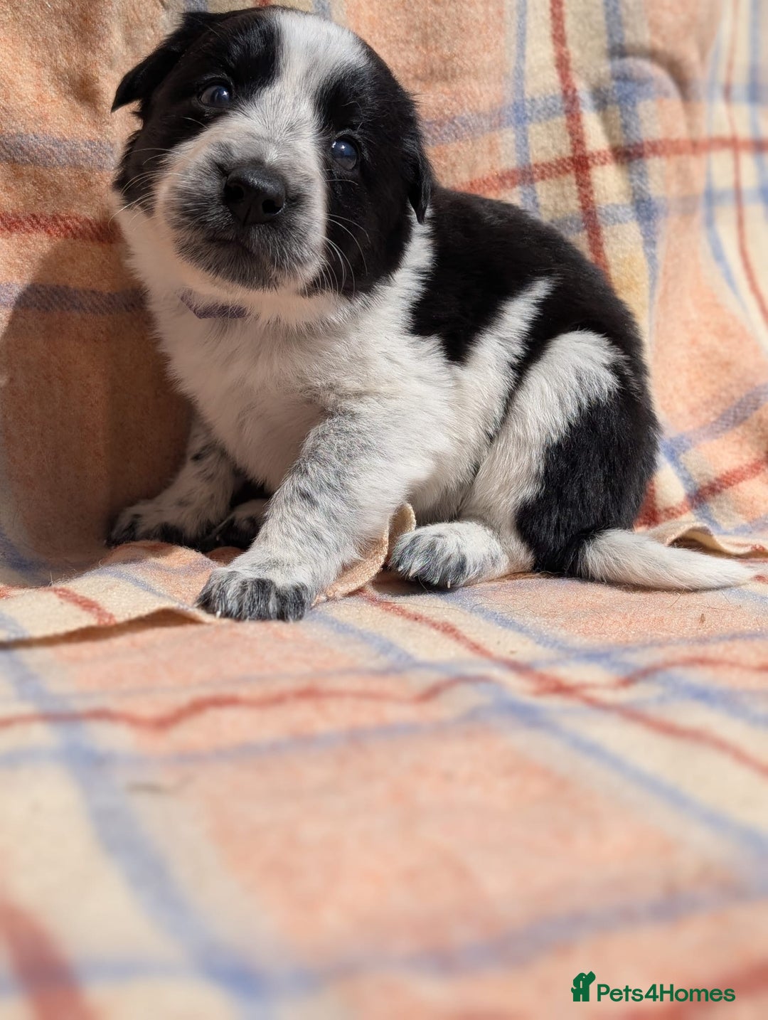 Border Collie dogs for sale: Loving homes wanted in Narberth - Image 13