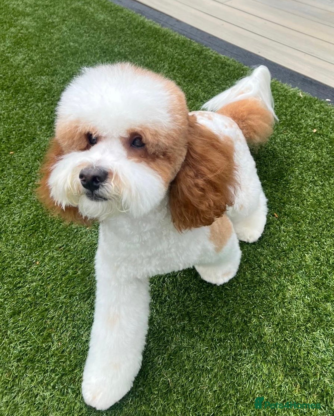 Cavapoo dogs for stud: White and Red Cavapoo - Image 2