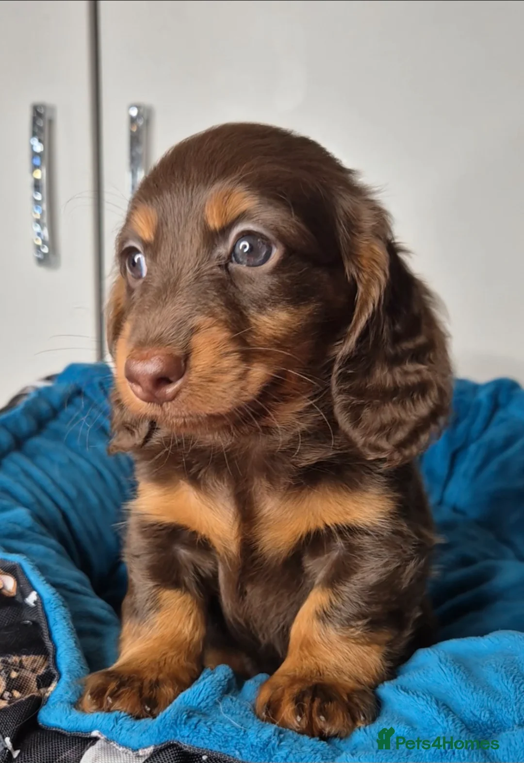 Miniature Dachshund dogs for sale: Miniature dachshund girl - Advert 2