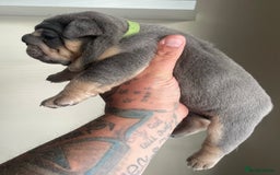 English Bulldog dogs for sale: New English bull dogs  - Image 9