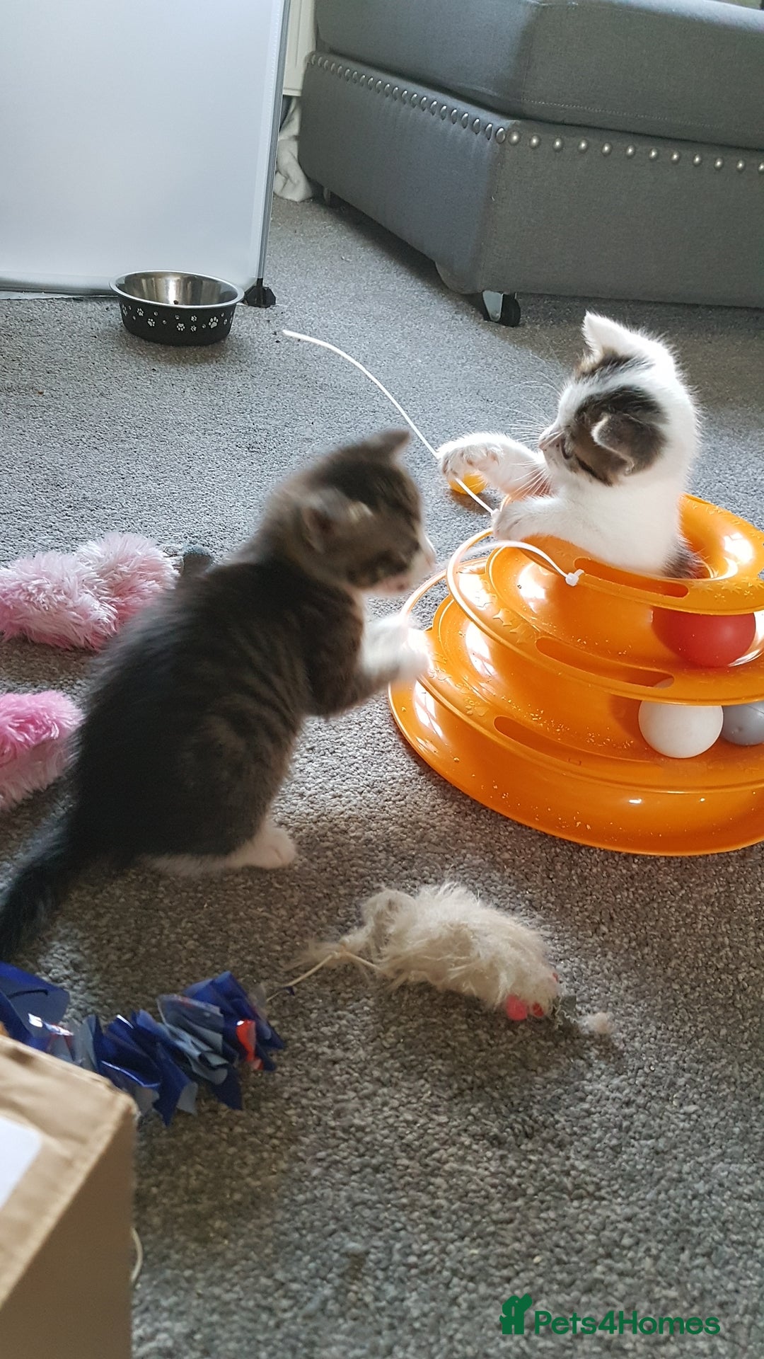British Shorthair cats for sale: for sale 2 cheeky little monkeys  - Image 13