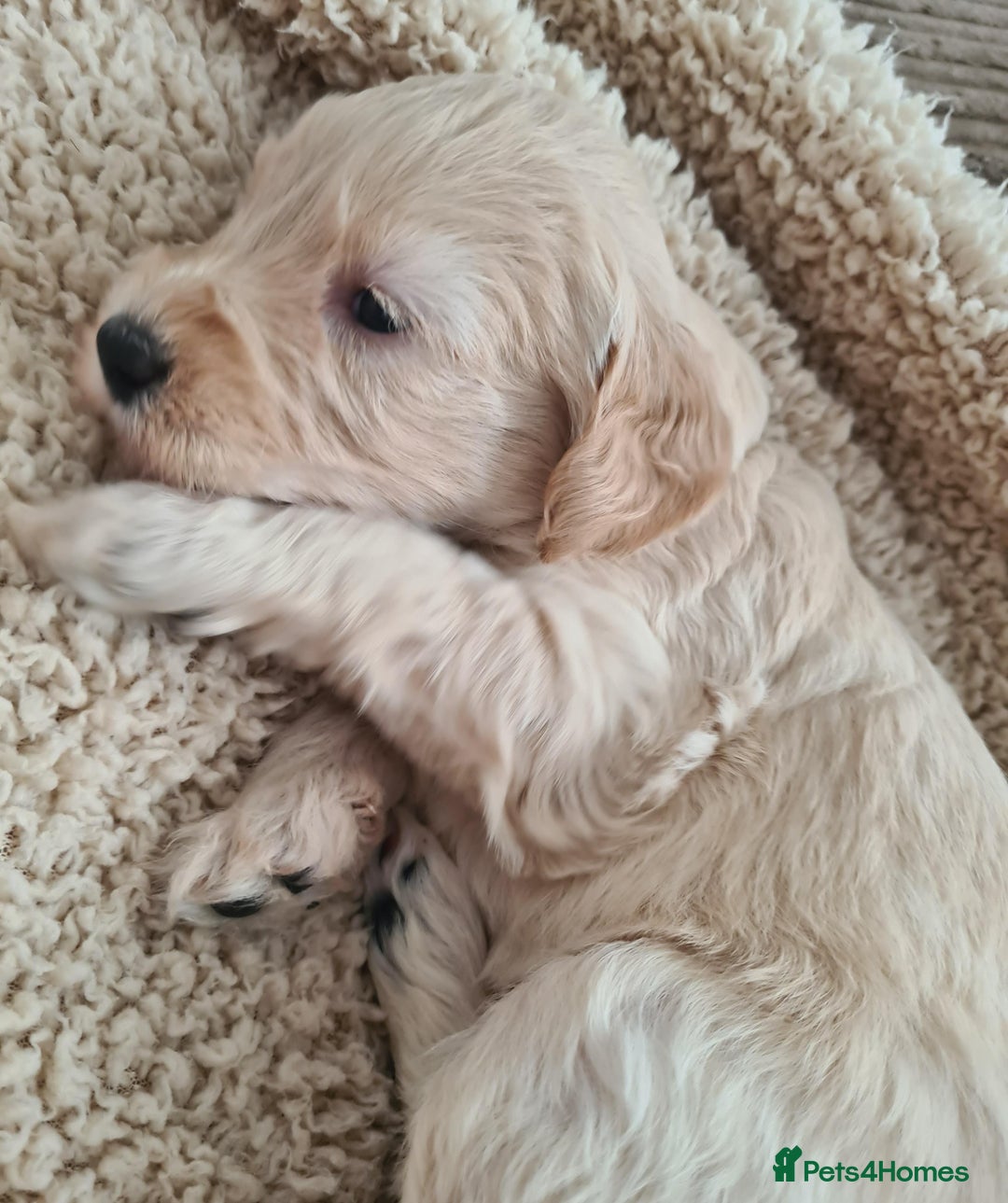 Labradoodle dogs for sale: Rare Roan Ebony Tiny/Mini Labradoodlese Puppies  - Image 10