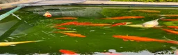 Koi Carp fish for sale: Koi carps for sale  - Advert 7