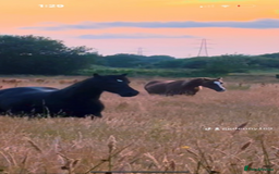 Welsh Section D horses for sale: Section D beautiful Black Mare Magic - Image 1