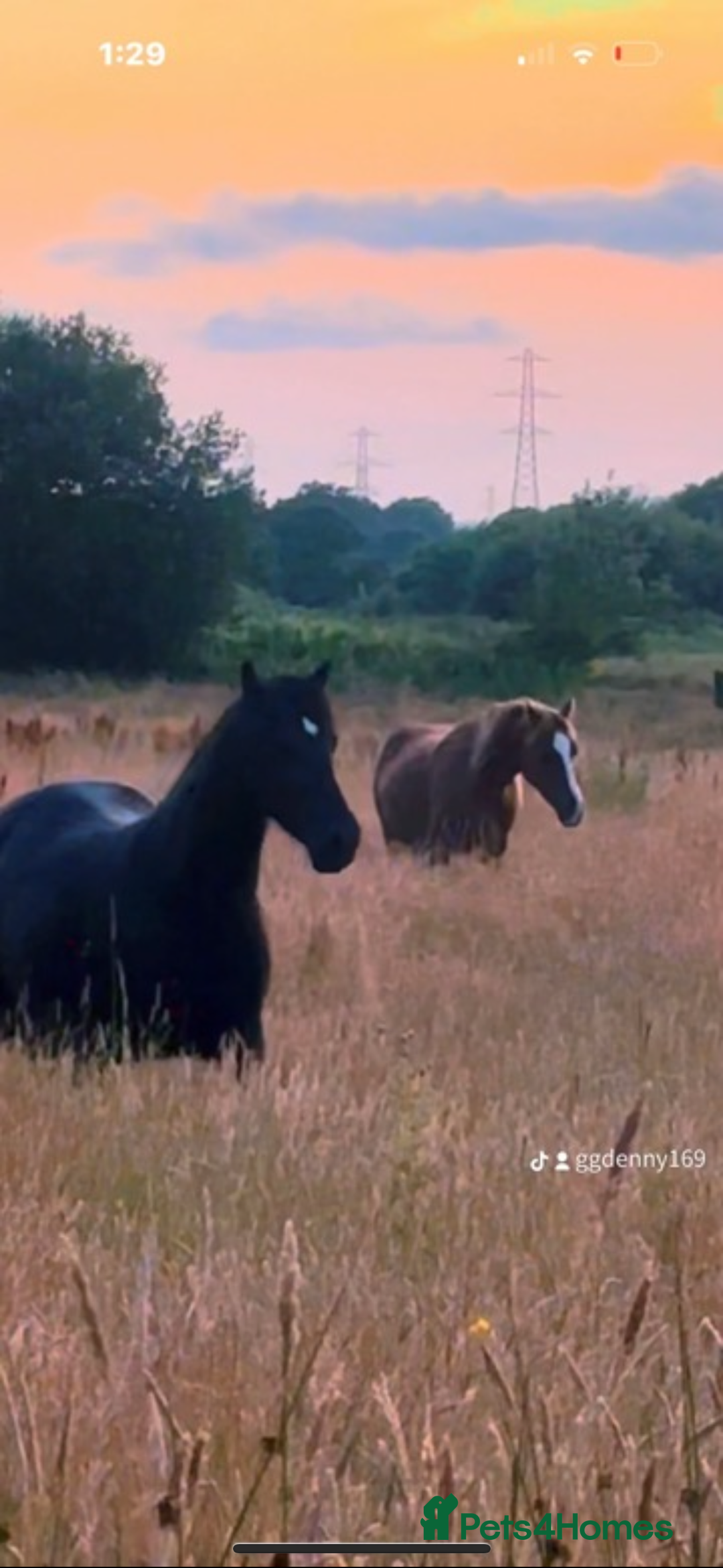 Welsh Section D horses for sale: Section D beautiful Black Mare Magic - Image 1