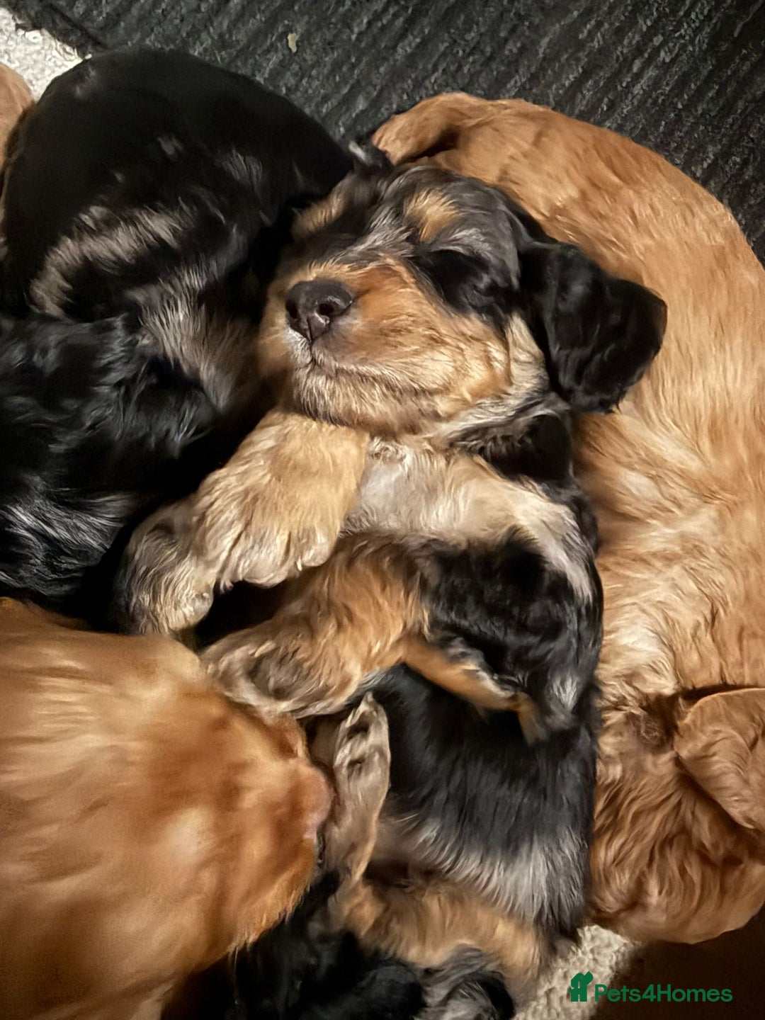 Cockapoo dogs for sale: Beautiful Cockerpoo Puppies. (Sand, Merle, Black) - Image 32