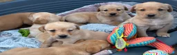 Labrador Retriever dogs for sale: KC Labrador Puppies Available  - Advert 5