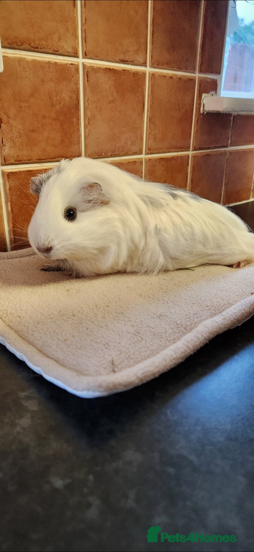 Guinea Pig rodents for sale: 3x Female Guinea Pigs  - Advert 6