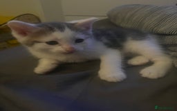 Ragdoll cats for sale: Calico kittens  - Image 2