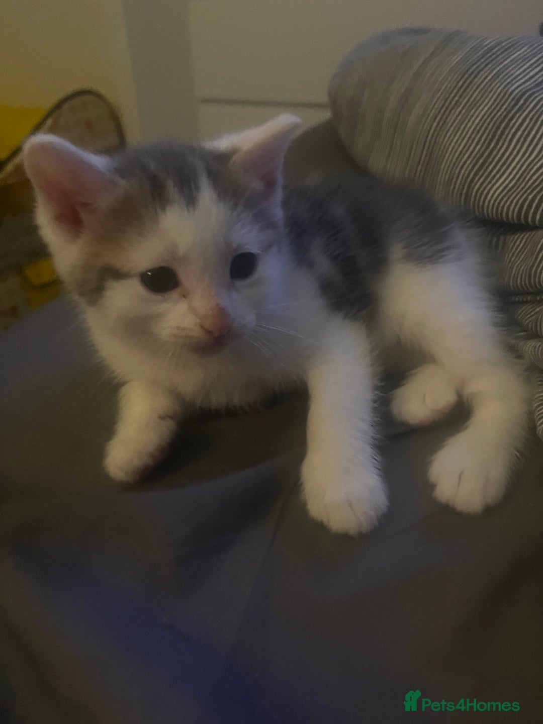 Ragdoll cats for sale: Calico kittens  - Image 2