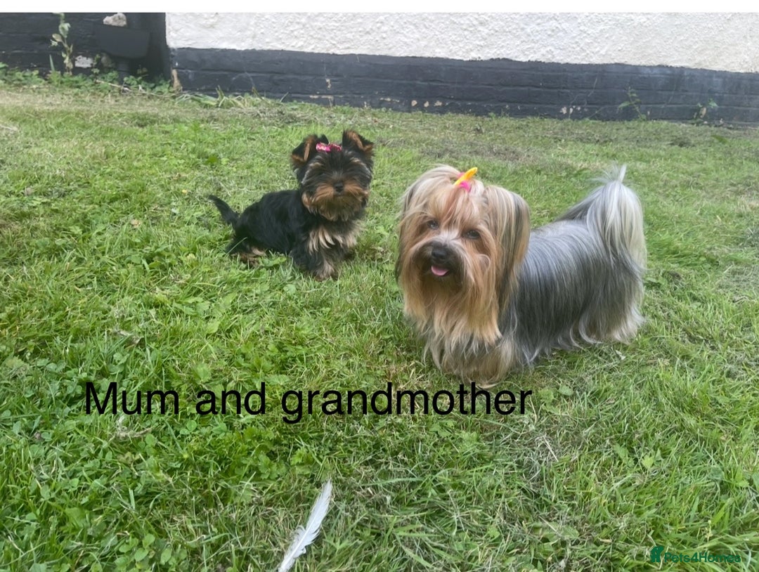 Yorkshire Terrier dogs for sale: Absolutely adorable mini yorkie puppies  - Image 8