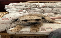 Border Terrier dogs for sale: MAIDEN BORDER TERRIER BITCH FOR SALE - Image 1