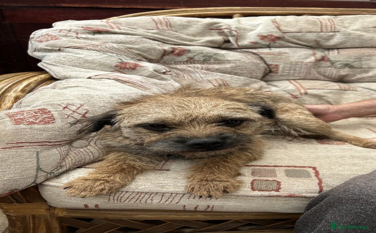 Border Terrier dogs - Advert 16