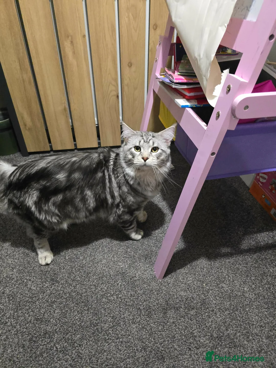 Maine Coon cats for sale: Maine coon - Advert 2