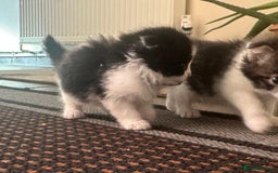 Scottish Fold cats for sale: Scottish Fold Kittens - Image 40