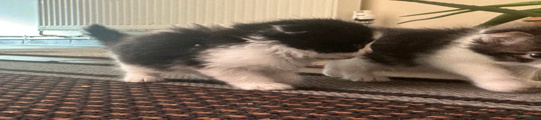 Scottish Fold Kitten 2