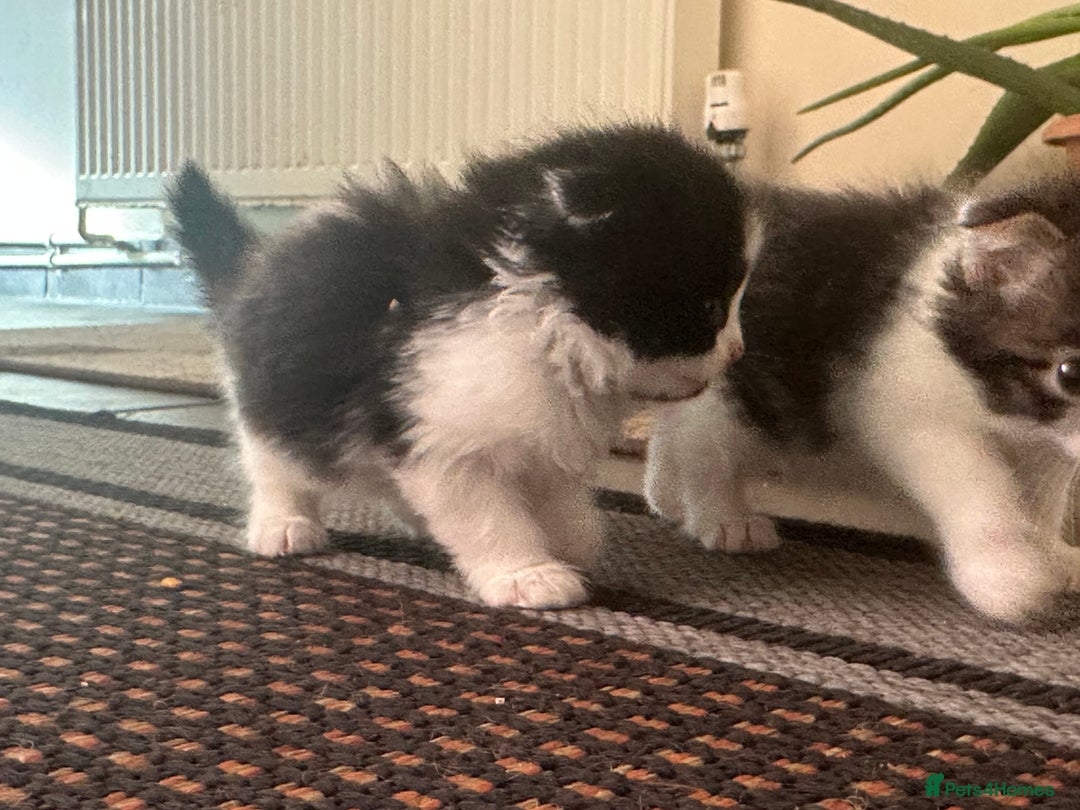 Scottish Fold cats for sale: Scottish Fold Kittens - Image 40