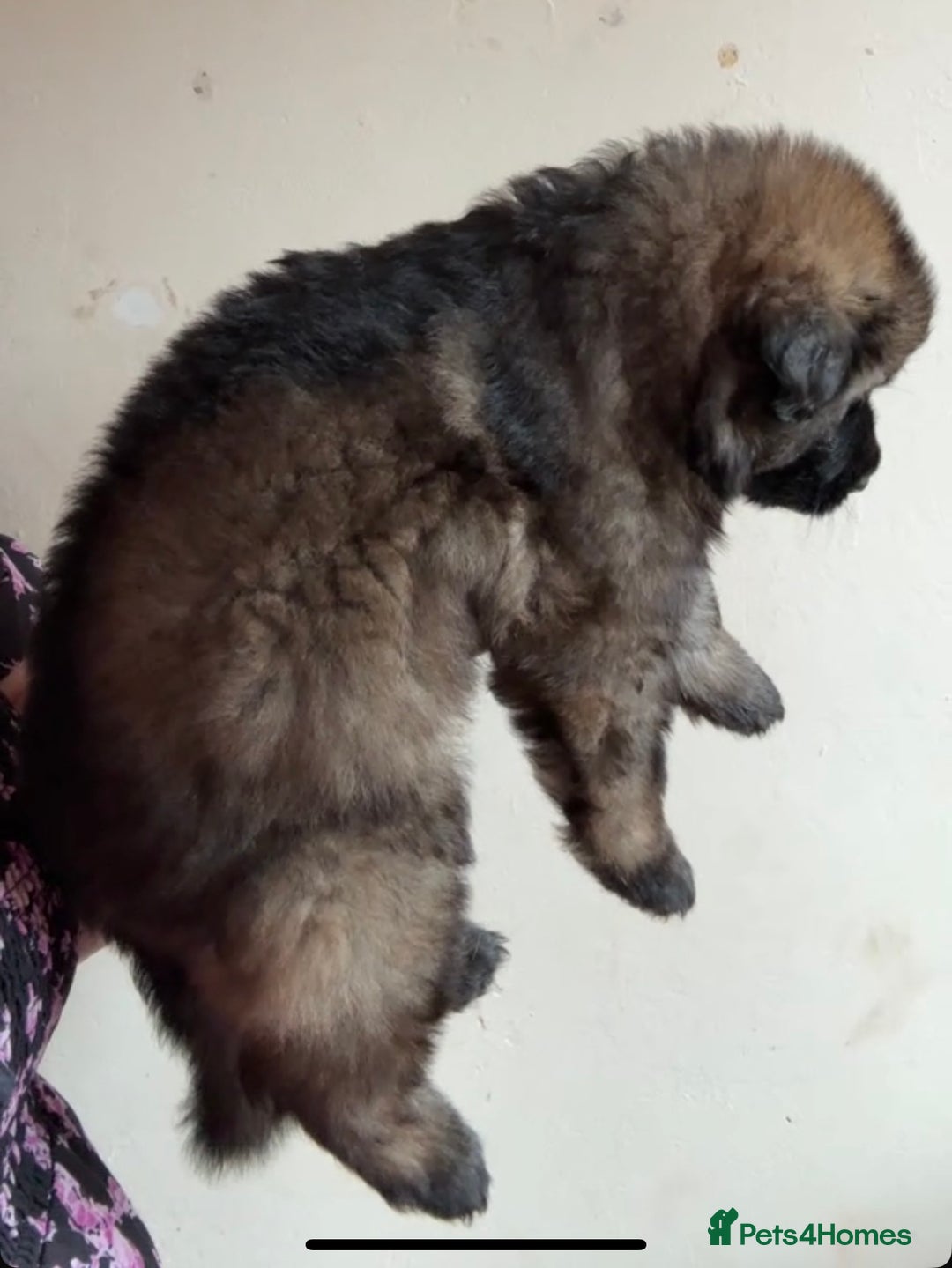 German Shepherd dogs for sale: Two kc reg health tested gsd females  - Image 6