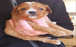 Cavapoo dogs for sale: Exceptional Quality F1 Cavapoos - Advert 2