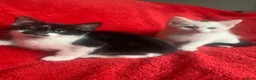 Mixed Breed cats for sale: Male & female kittens ready now  - Advert 1
