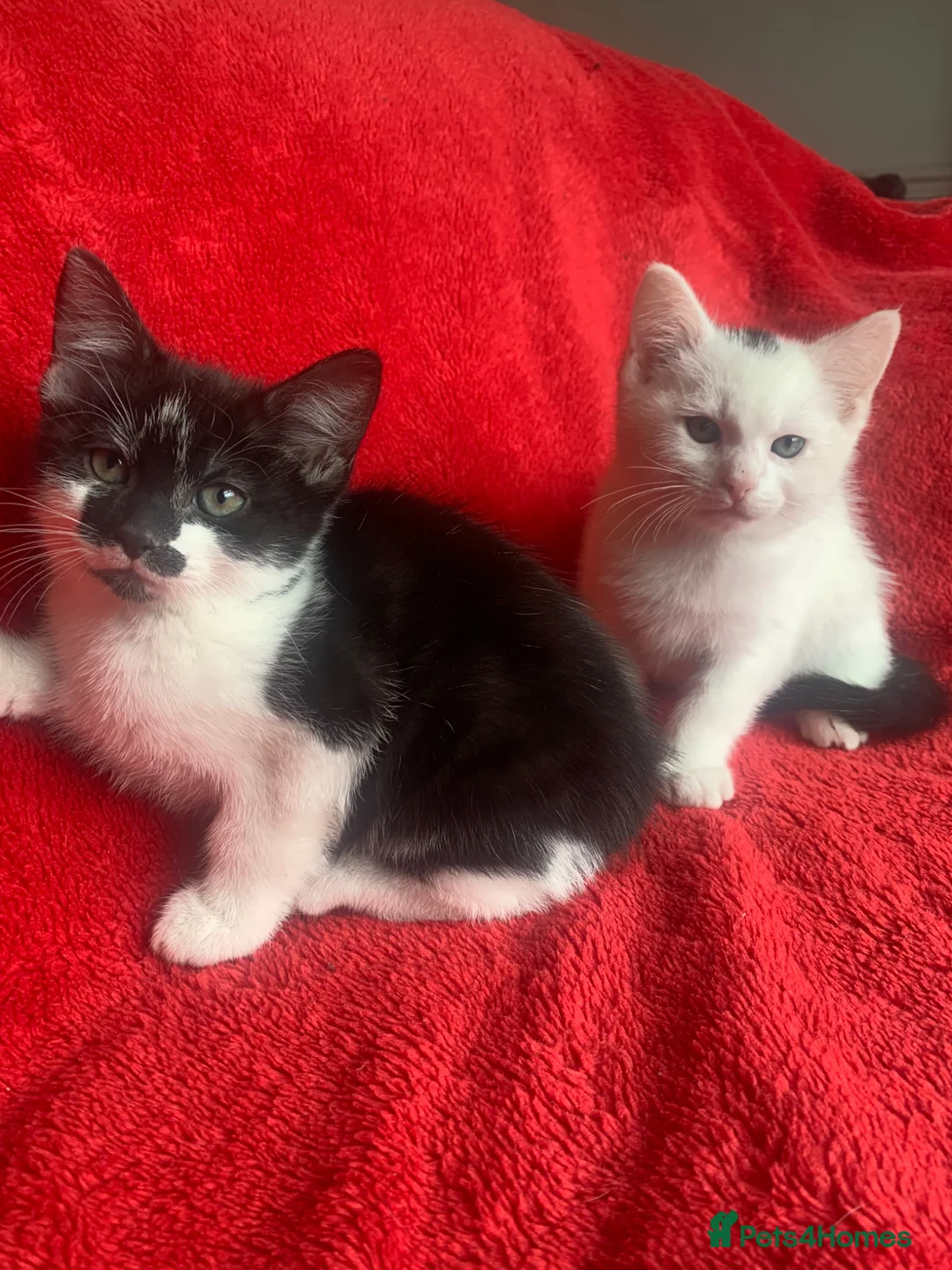 Mixed Breed cats for sale: Male & female kittens ready now  - Advert 1