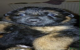 German Shepherd dogs for sale: Adorable German Shepherd Puppies  - Image 10