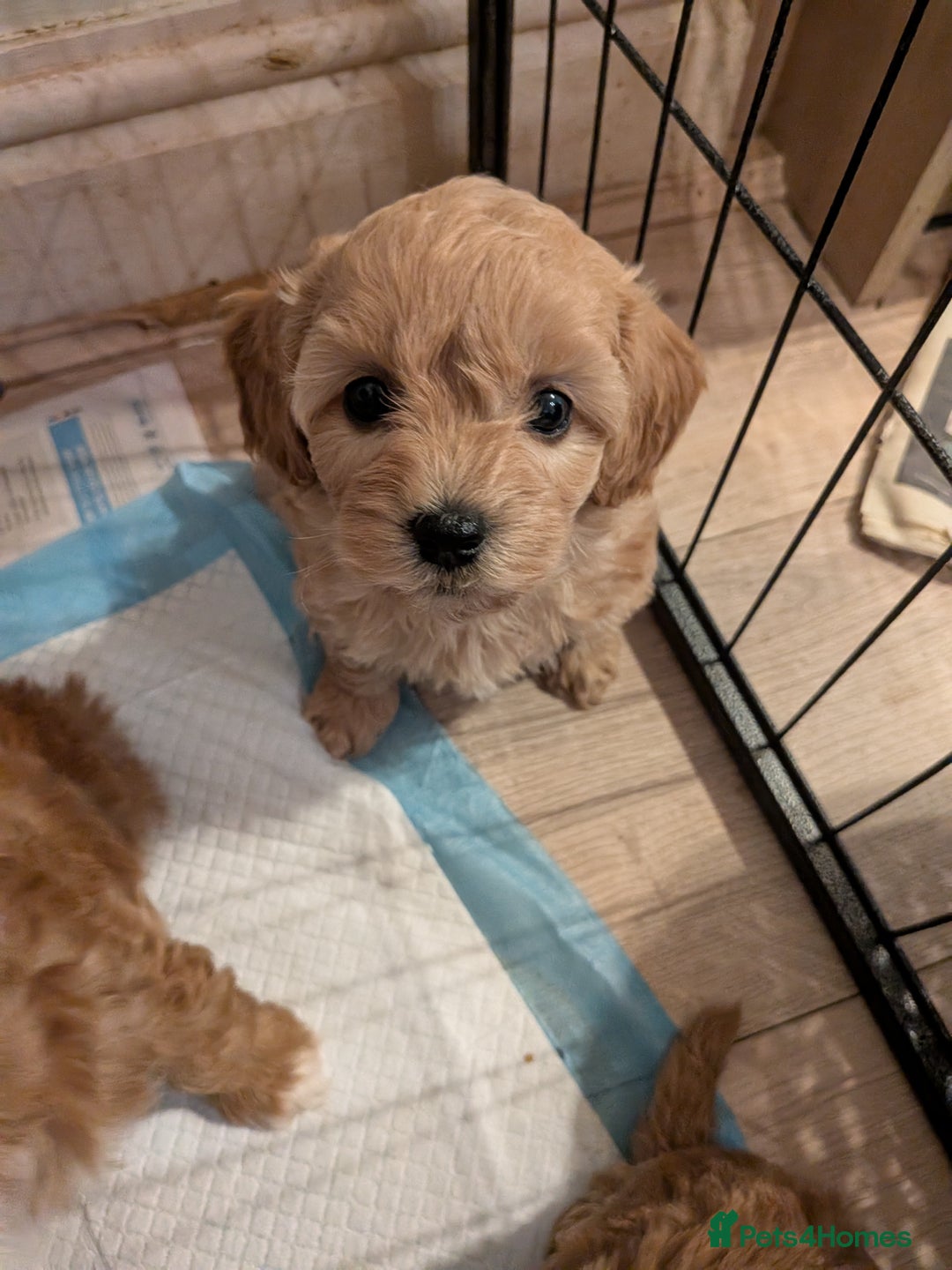 Cavachon dogs for sale: Cavapoochon puppies - Image 8