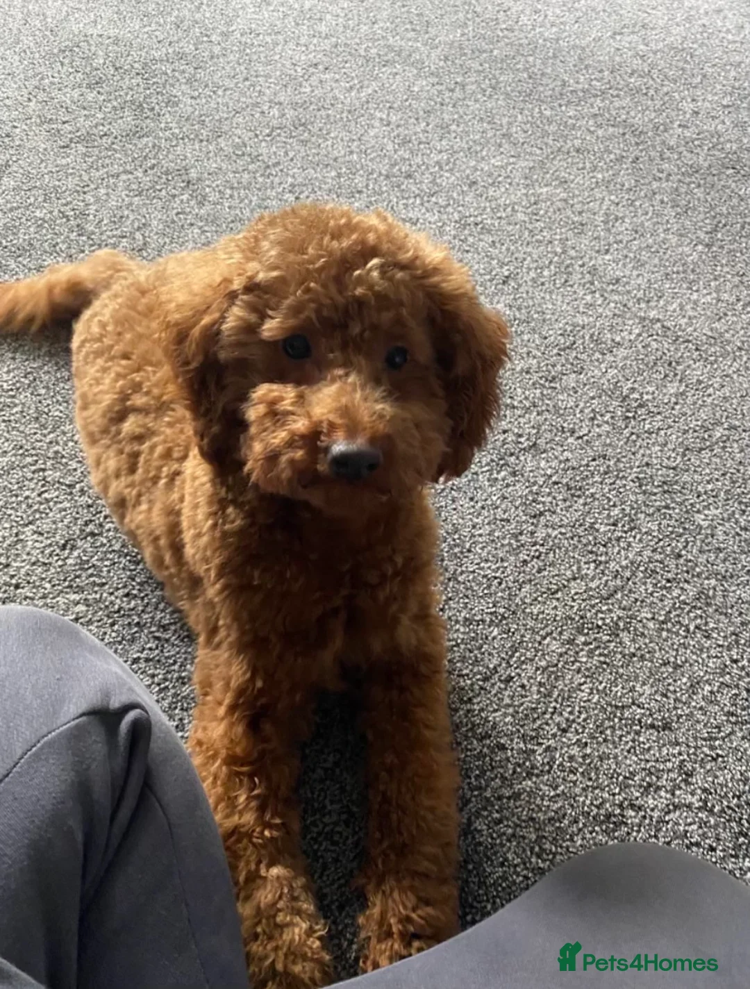 Miniature Poodle dogs for stud: Red Miniature Poodle Stud *Clear of 400 diseases* in Keighley - Advert 3