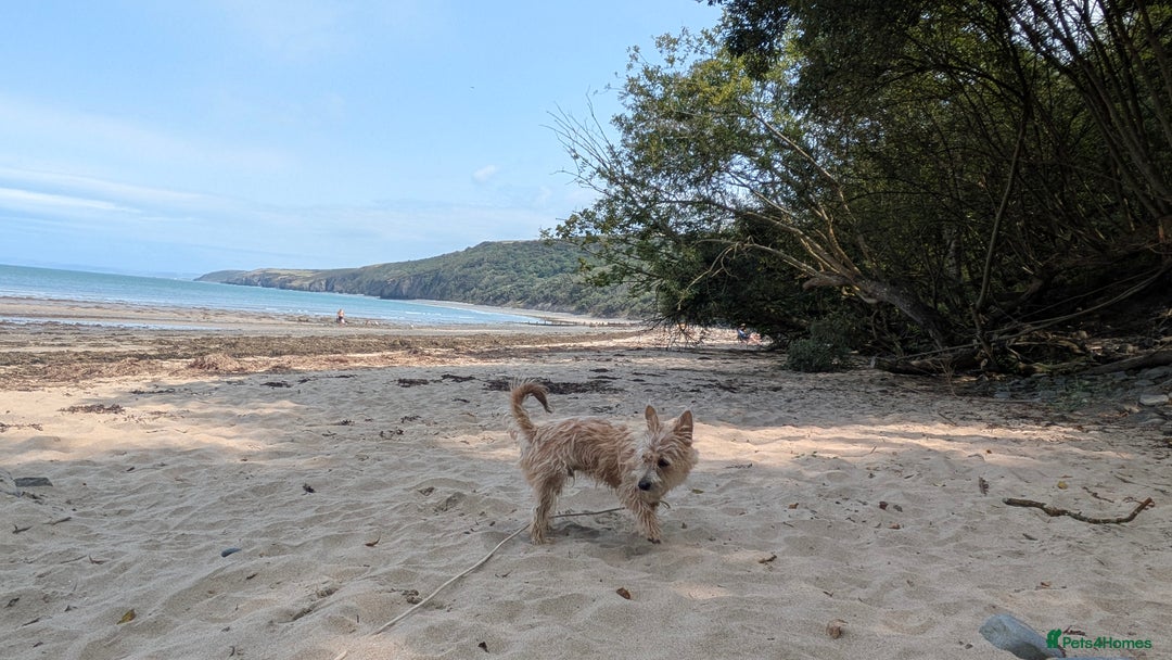 Jack Russell dogs for sale: Rough haired jack russel  - Advert 2