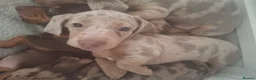 Miniature Dachshund dogs for sale: 5 gorgeous miniature dachshunds! - Advert 6