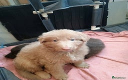 German Shepherd dogs for sale: 🌟ISABELLA GERMAN SHEPHERD PUPPIES 🌟 - Image 7