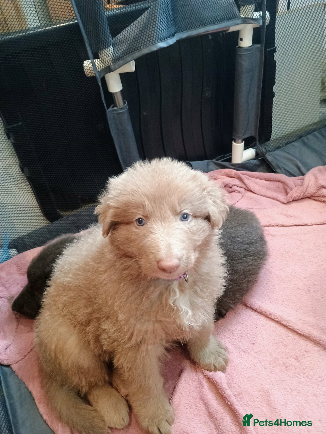 German Shepherd dogs for sale: 🌟ISABELLA GERMAN SHEPHERD PUPPIES 🌟 - Image 7