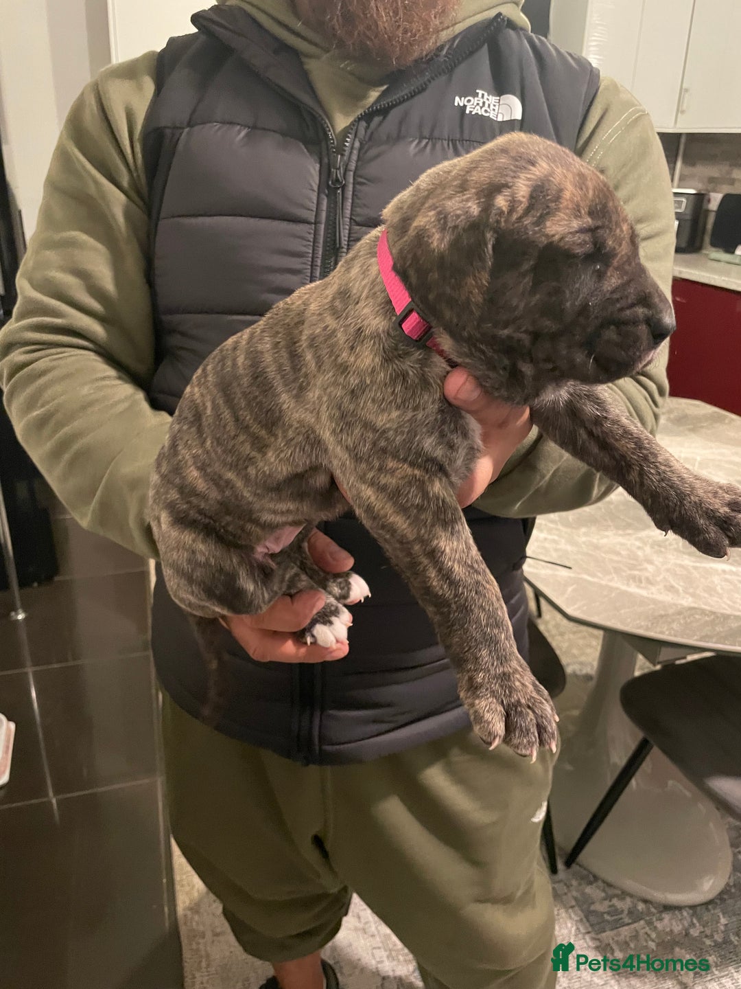 Presa Canario dogs for sale: Presa Canario Puppies Spanish x Serbian Imports - Advert 5