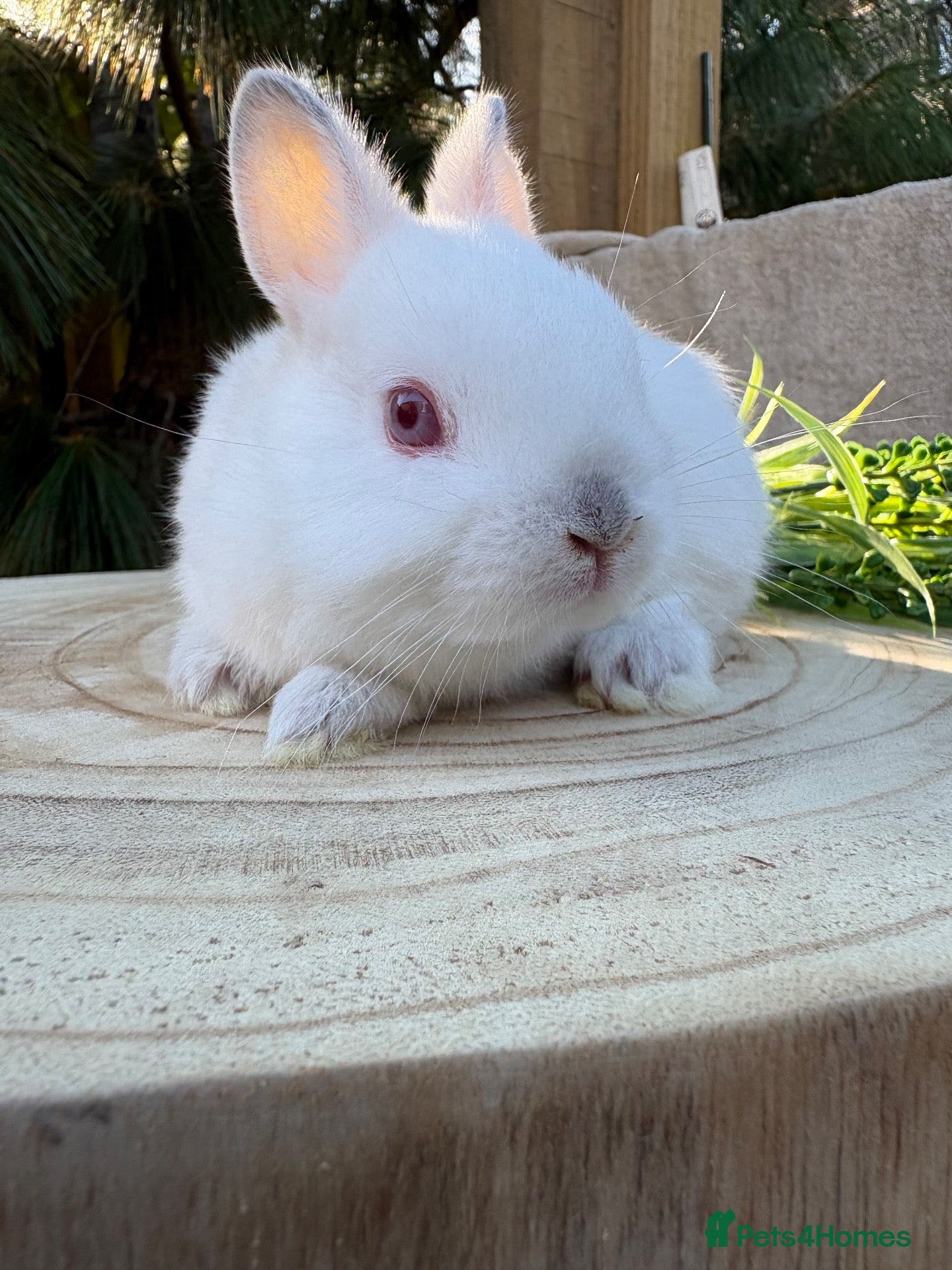 Netherland Dwarf rabbits Adorable friendly pure bred nethies  - Advert 9